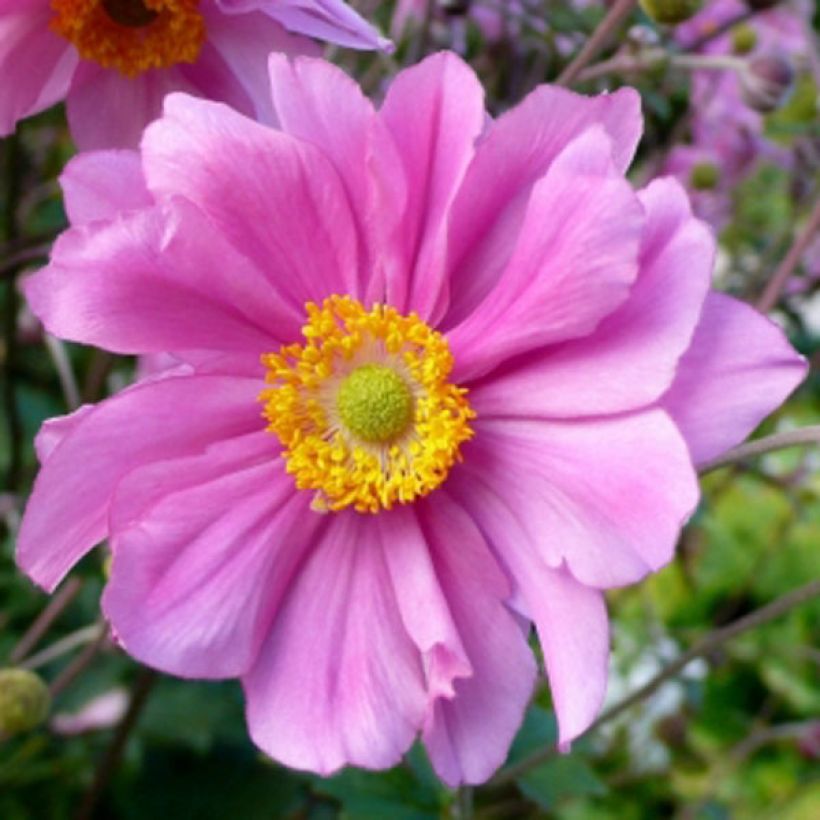 Anemone Serenade - Japan-Herbst-Anemone (Blüte)