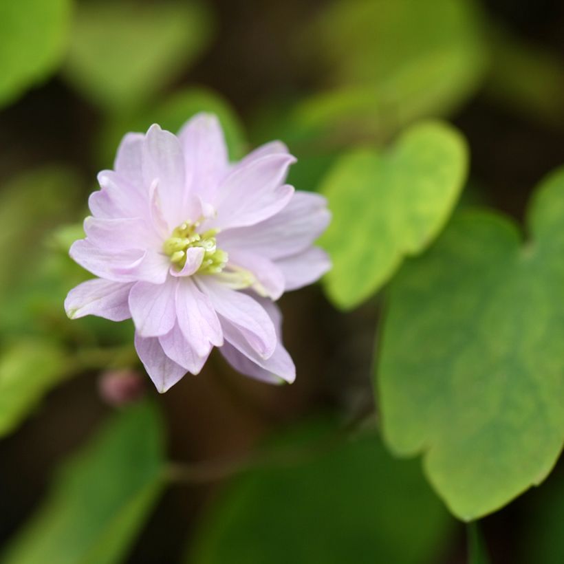 Anemonella thalictroides - Raute-Anemone (Blüte)