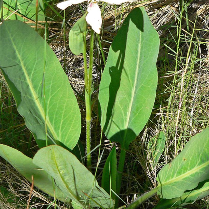 Anemopsis californica - Kalifornische Eidechsenschwanz (Laub)