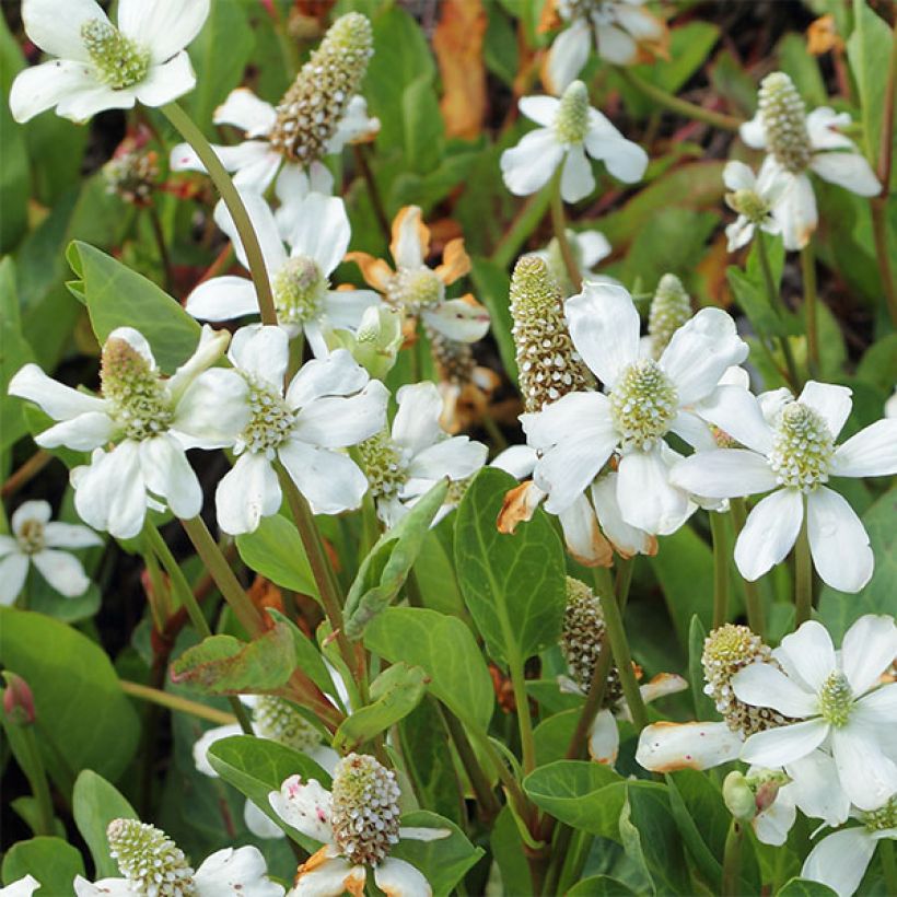 Anemopsis californica - Kalifornische Eidechsenschwanz (Blüte)