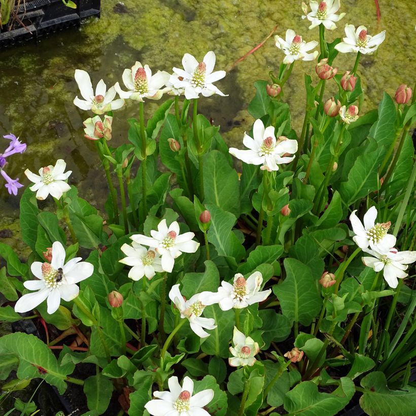 Anemopsis californica - Kalifornische Eidechsenschwanz (Hafen)