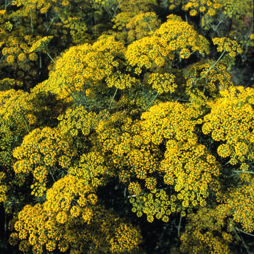 Dill Hedger - Anethum graveolens (Blüte)