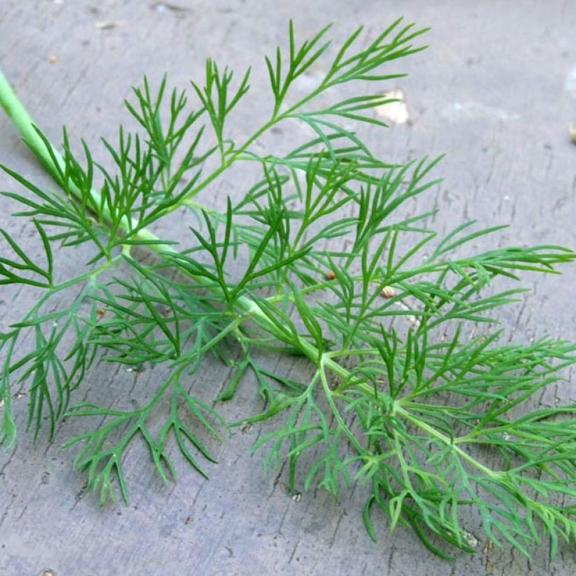 Dill Bio - Anethum graveolens (Laub)