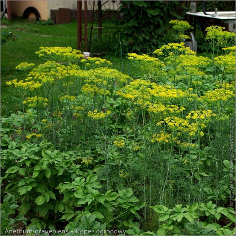 Dill Bio - Anethum graveolens (Hafen)