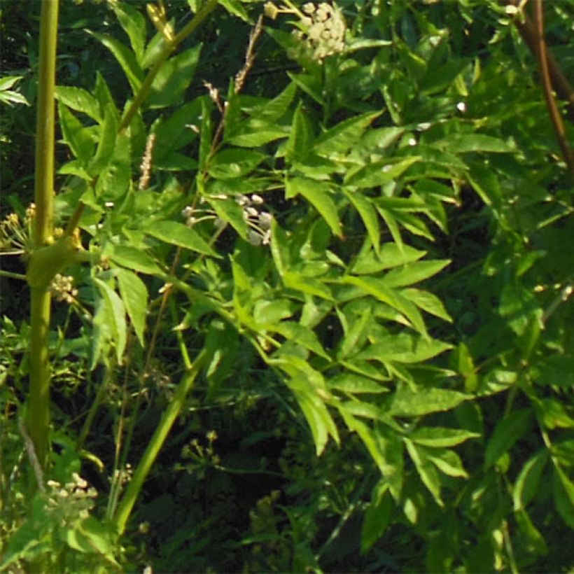 Angelica heterocarpa - Verschiedenfrüchtige Engelwurz (Laub)