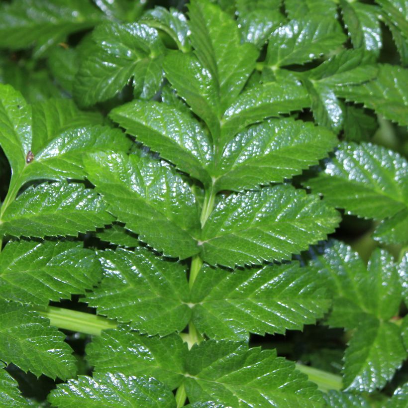 Angelica pachycarpa - Iberische Engelwurz (Laub)