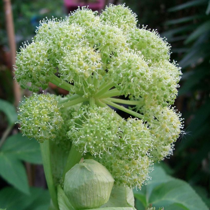 Angelica taiwaniana - Taiwanesische Engelwurz (Blüte)