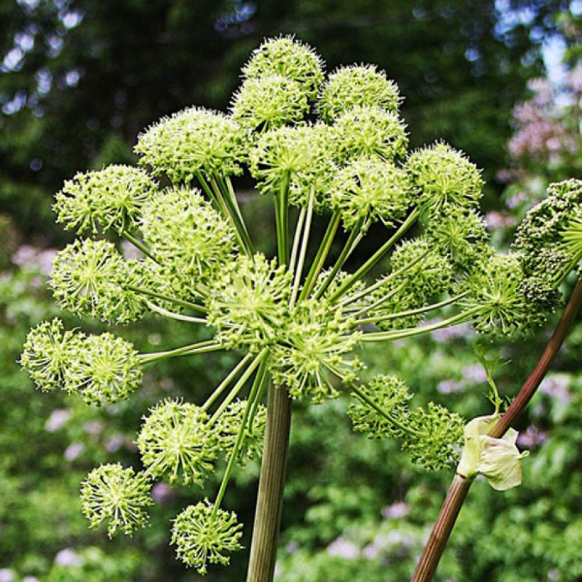 Echte Engelwurz - Angelica archangelica (Blüte)