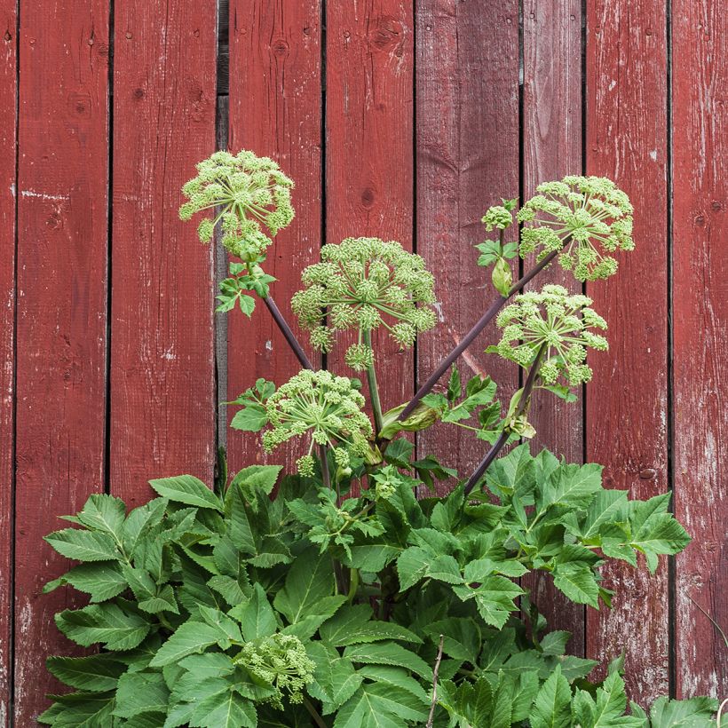 Echte Engelwurz - Angelica archangelica (Hafen)