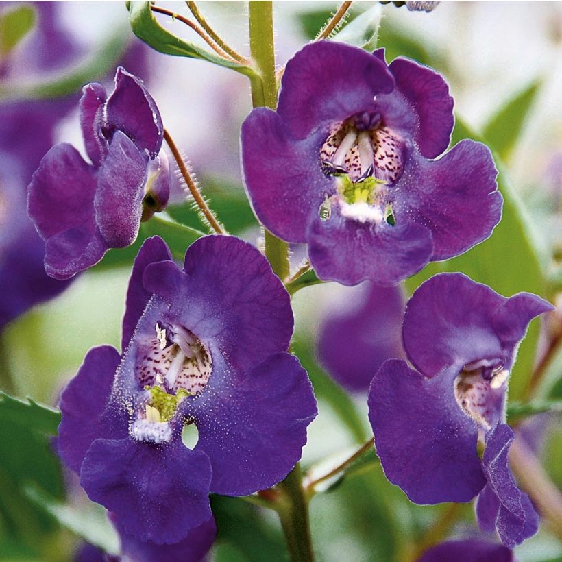 Angelonia angustifolia Angelface Blue - Engelsgesicht (Blüte)