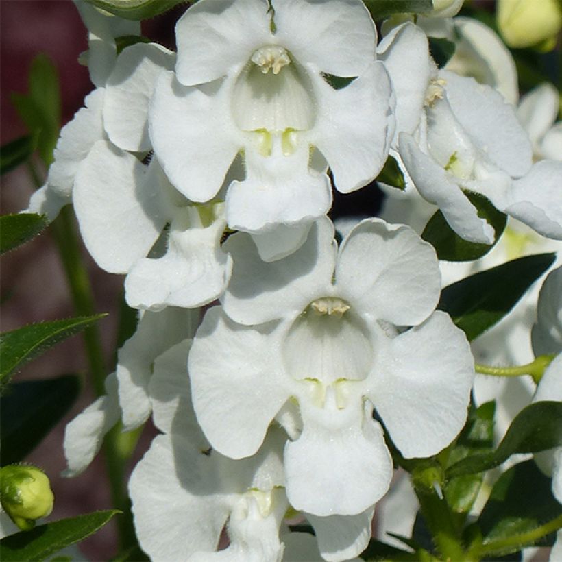 Angelonia angustifolia Angelface Carrara - Engelsgesicht (Blüte)