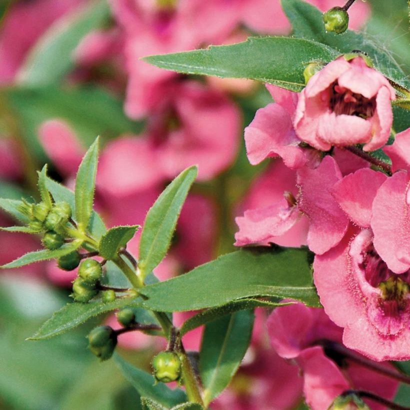 Angelonia angustifolia Angelface Pink - Engelsgesicht (Laub)