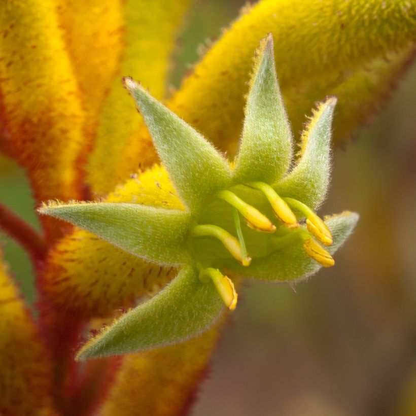 Anigozanthos flavidus Bush Bonanza - Känguruhblume (Blüte)