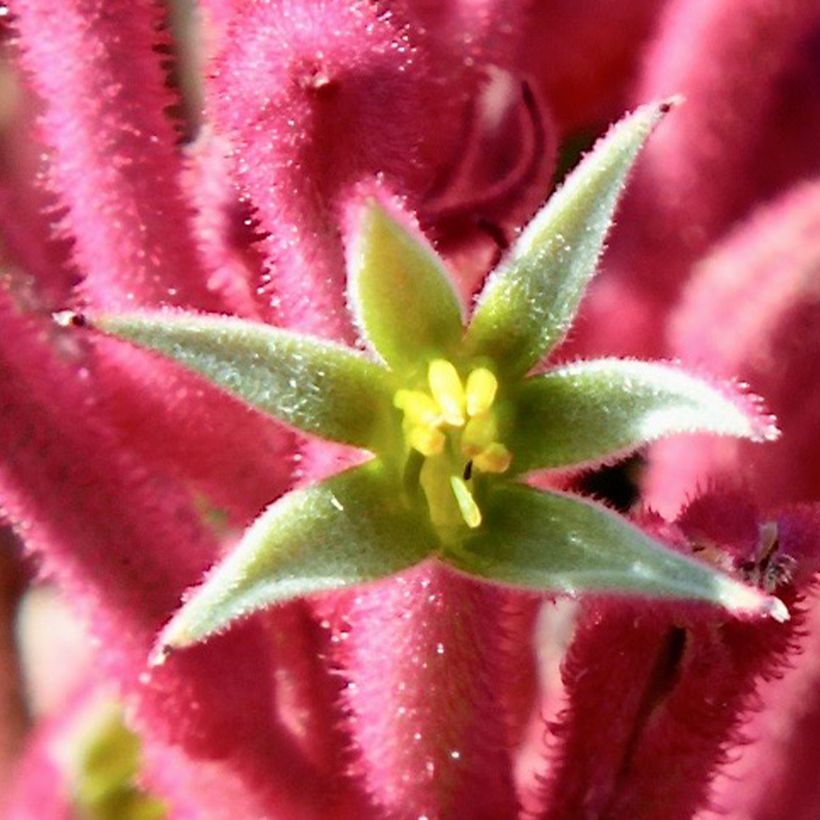 Anigozanthos flavidus Bush Pearl - Känguruhblume (Blüte)