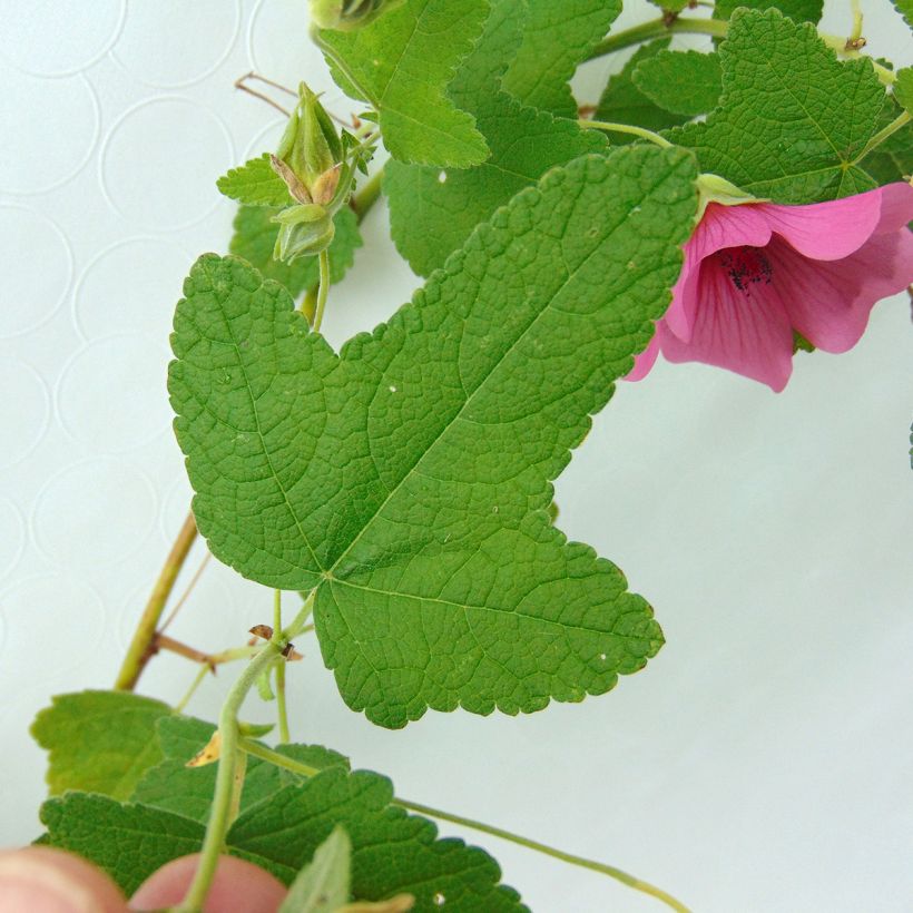 Anisodontea capensis El Rayo - Anisodontea (Laub)