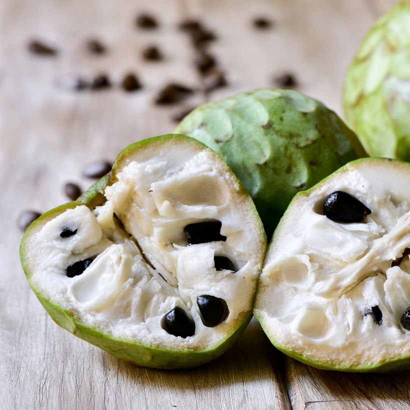 Cherimoya - Annona cherimola (Ernte)