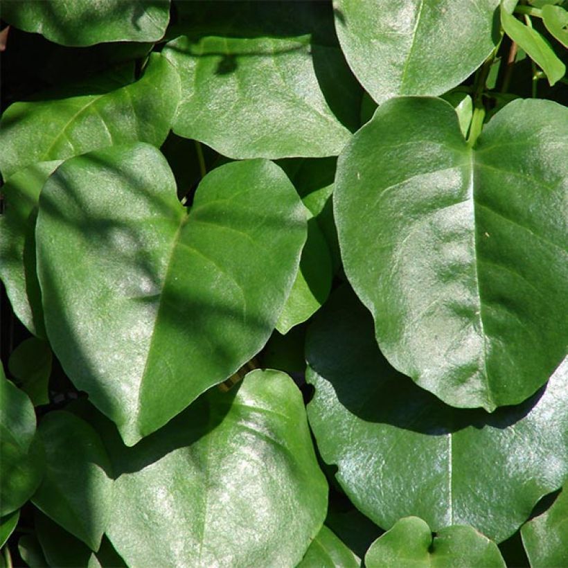 Anredera cordifolia - Resedenwein (Laub)