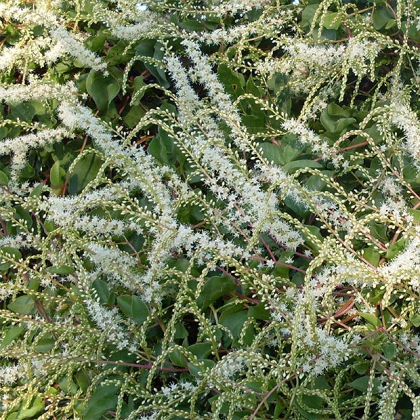 Anredera cordifolia - Resedenwein (Blüte)