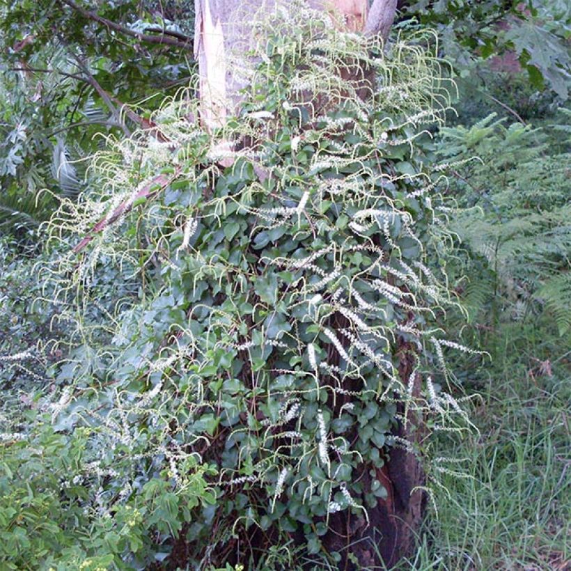 Anredera cordifolia - Resedenwein (Hafen)