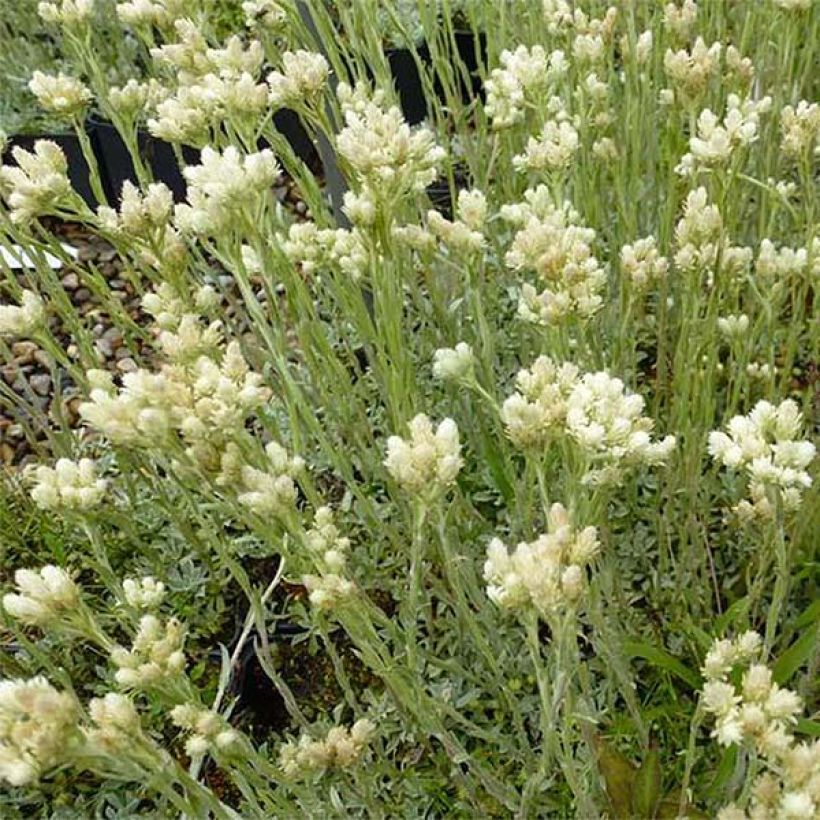 Antennaria dioica var. borealis - Gemeines Katzenpfötchen (Hafen)