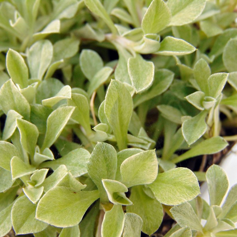 Antennaria dioica var. borealis - Gemeines Katzenpfötchen (Laub)