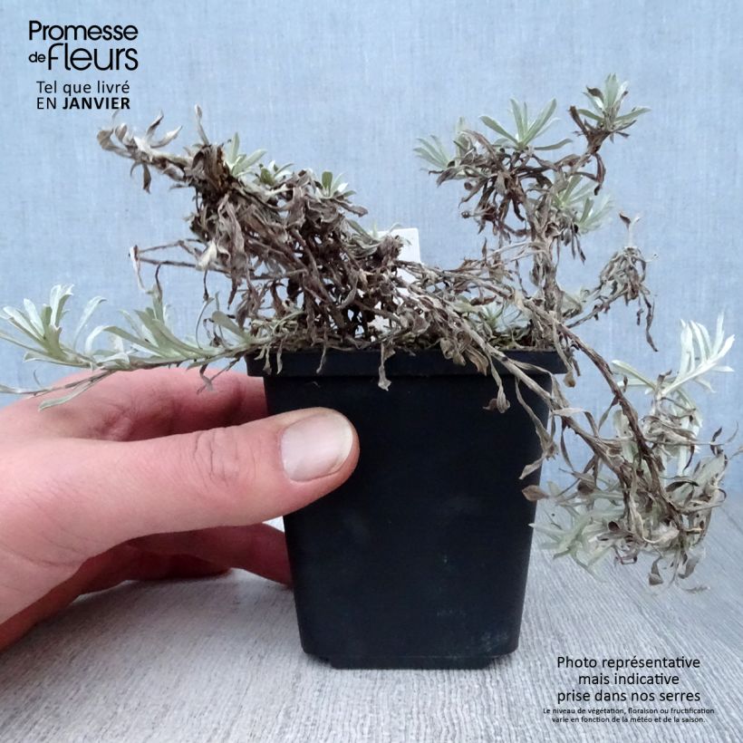 Exemplar von Antennaria dioica Borealis - Pied de Cha Godet de 9cm wie im Winter geliefert