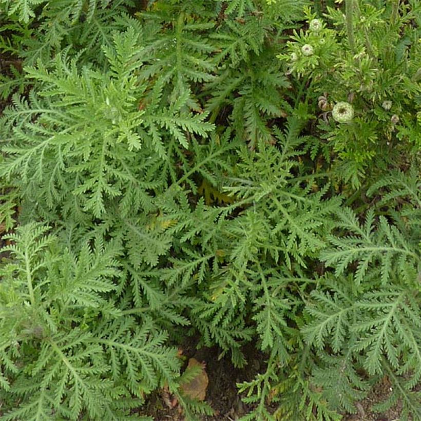 Anthemis tinctoria Kelwayi - Färber-Hundskamille (Laub)