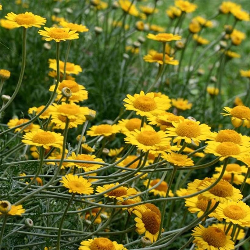 Anthemis tinctoria Kelwayi - Färber-Hundskamille (Blüte)