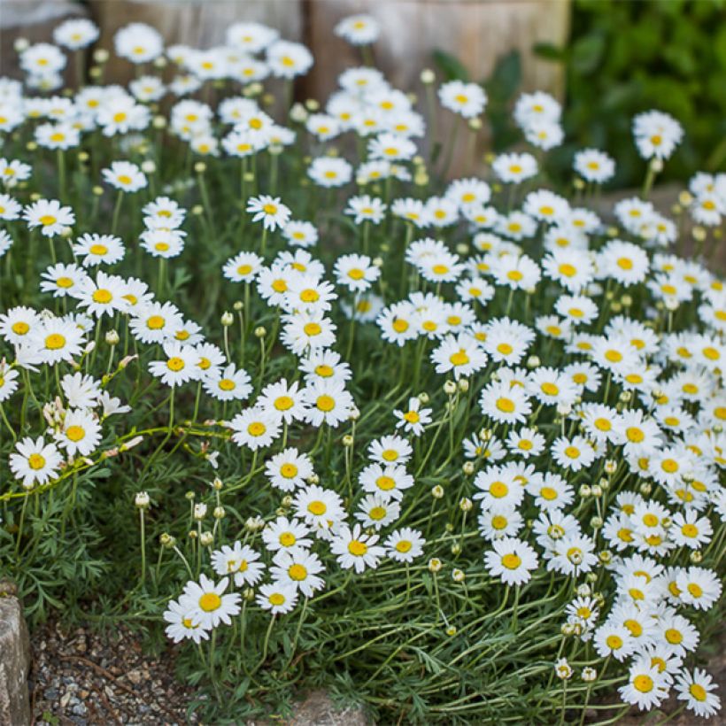 Anthemis carpatica Karpatenschnee - Karpaten-Hundskamille (Blüte)