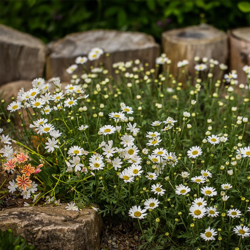 Anthemis carpatica Karpatenschnee - Karpaten-Hundskamille (Hafen)