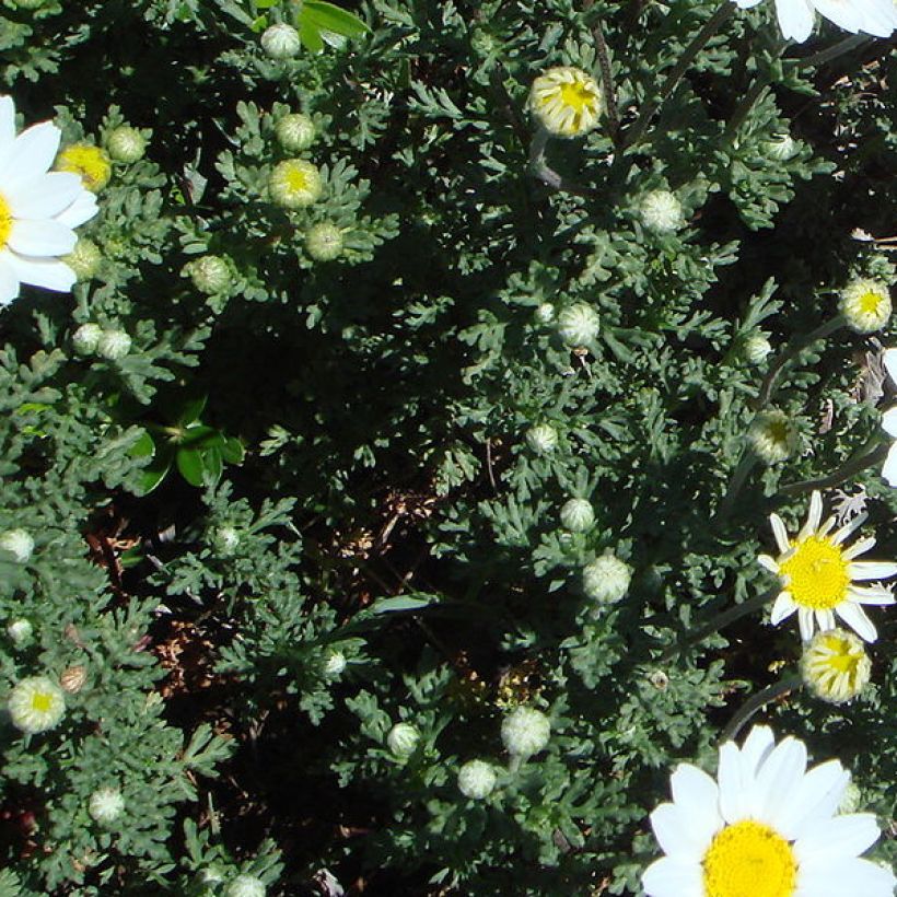 Anthemis punctata subsp. cupaniana - Hundskamille (Laub)