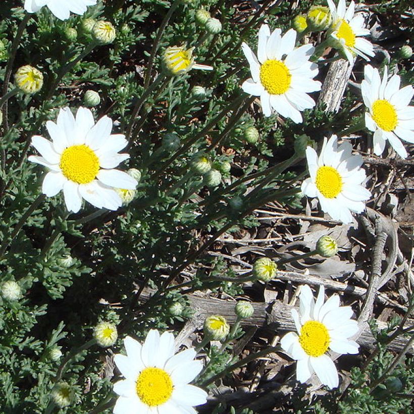 Anthemis punctata subsp. cupaniana - Hundskamille (Hafen)