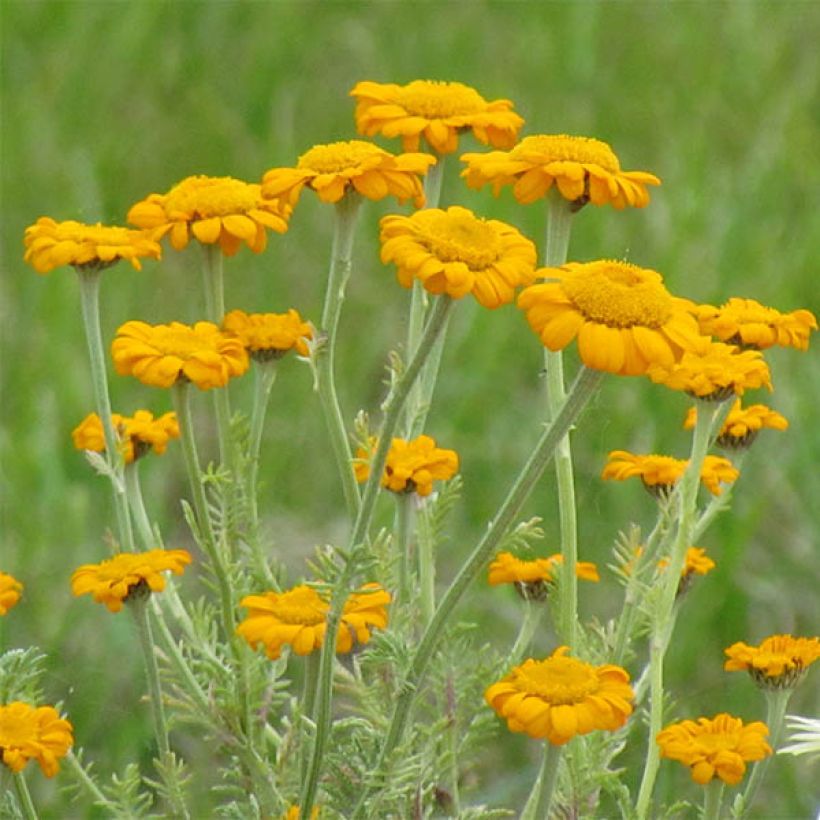 Anthemis sancti-johannis - Johanniskamille (Blüte)