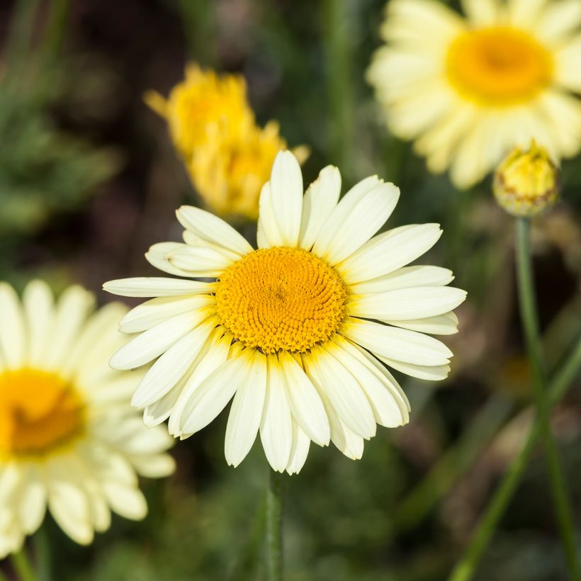 Anthemis tinctoria E.C. Buxton - Färber-Hundskamille (Blüte)