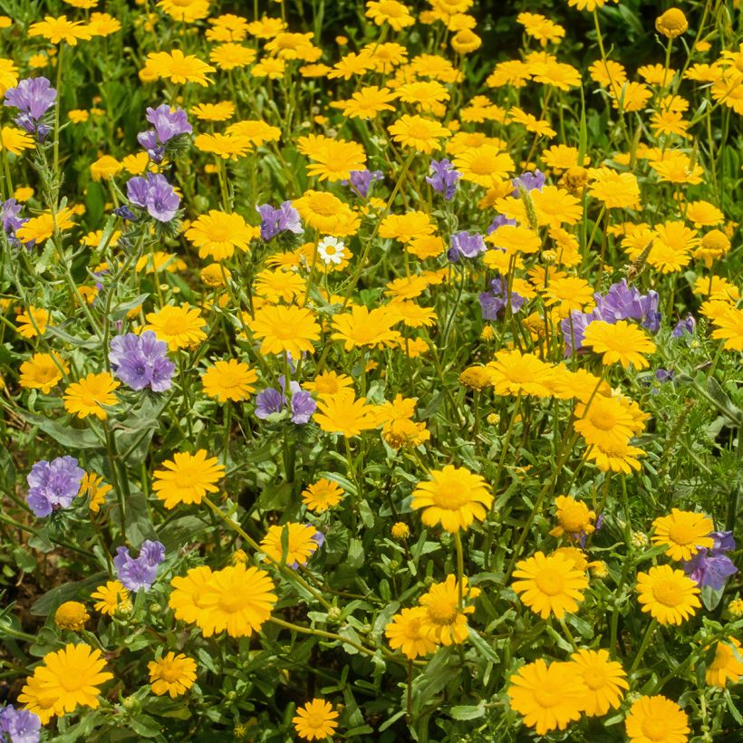 Anthemis tinctoria Kelwayi - Färber-Hundskamille (Hafen)