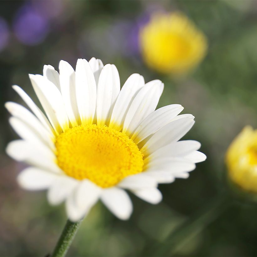 Anthemis tinctoria Sauce Hollandaise - Färber-Hundskamille (Blüte)