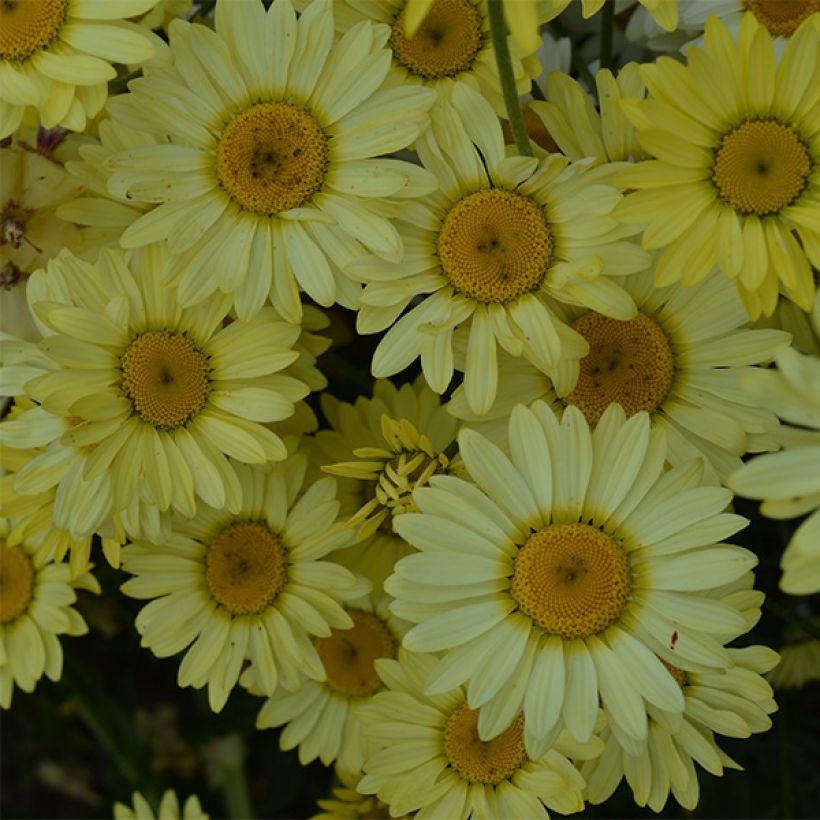 Anthemis tinctoria Wargrave Variety - Färber-Hundskamille (Blüte)