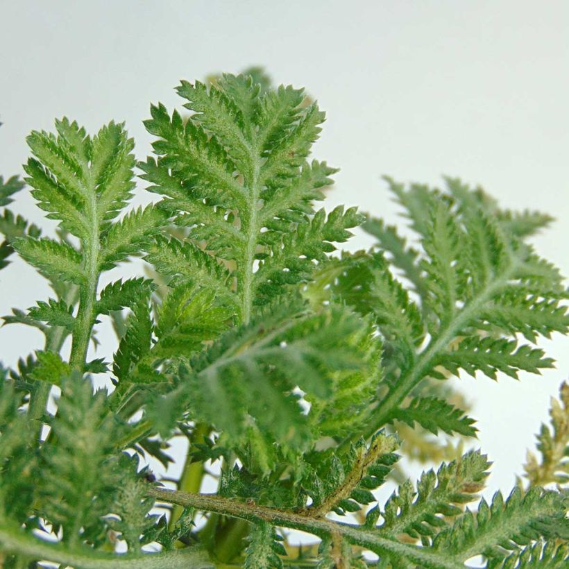 Anthemis tinctoria Wargrave Variety - Färber-Hundskamille (Laub)