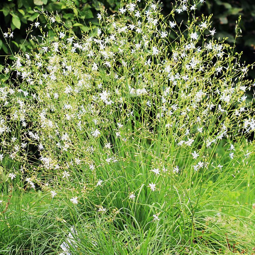 Anthericum ramosum - Ästige Graslilie (Hafen)