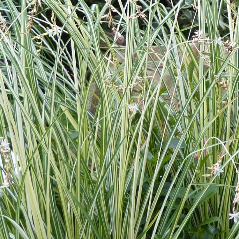 Anthericum saundersiae Starlight - Graslilie (Laub)