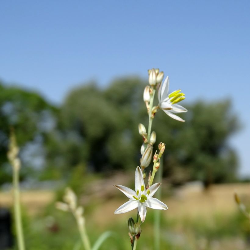 Anthericum saundersiae Starlight - Graslilie (Blüte)