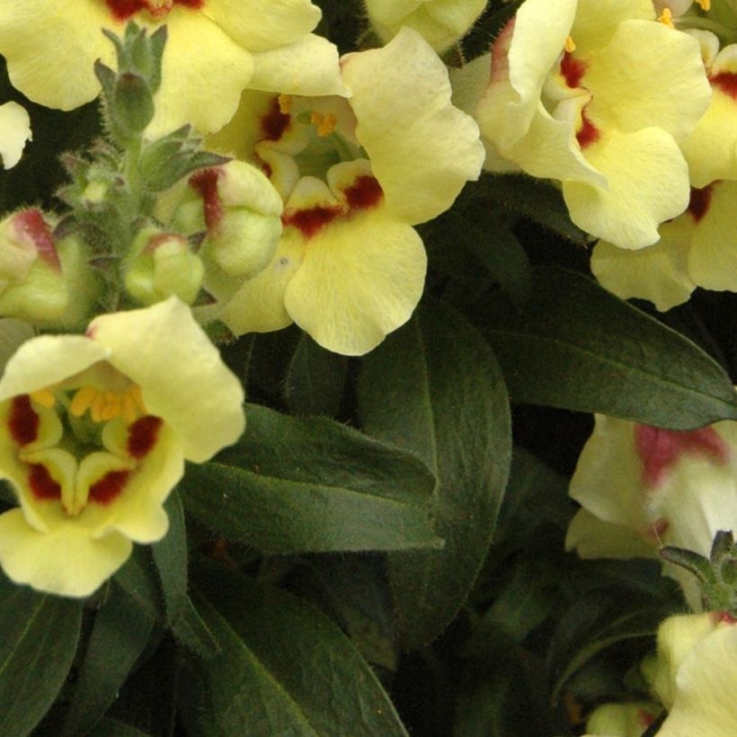 Löwenmäulchen Fruit Salad Up Yellow - Antirrhinum (Laub)