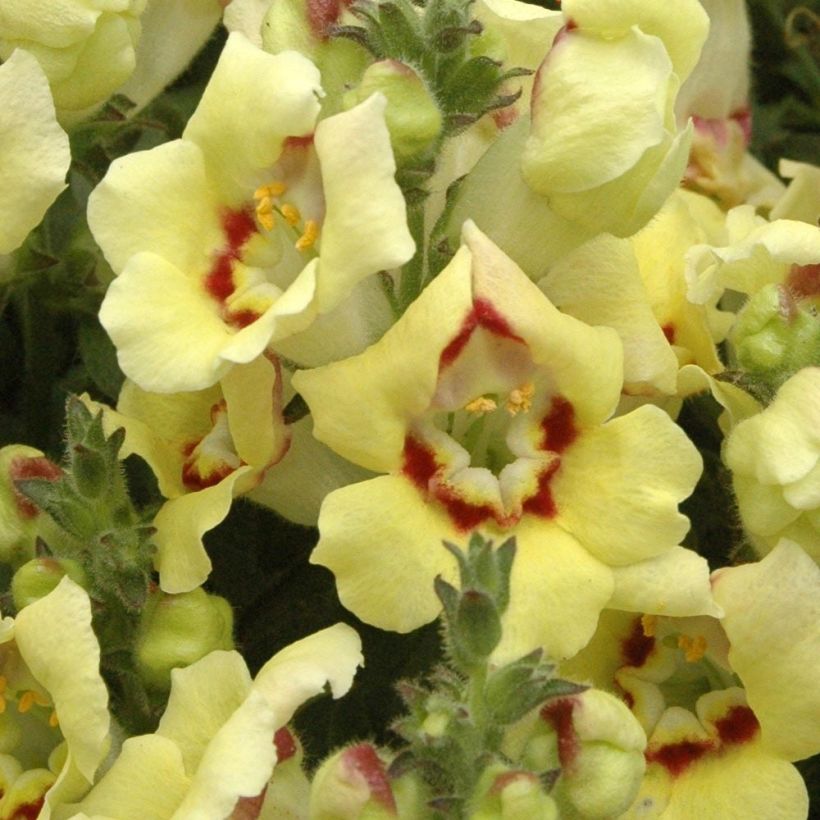 Löwenmäulchen Fruit Salad Up Yellow - Antirrhinum (Blüte)