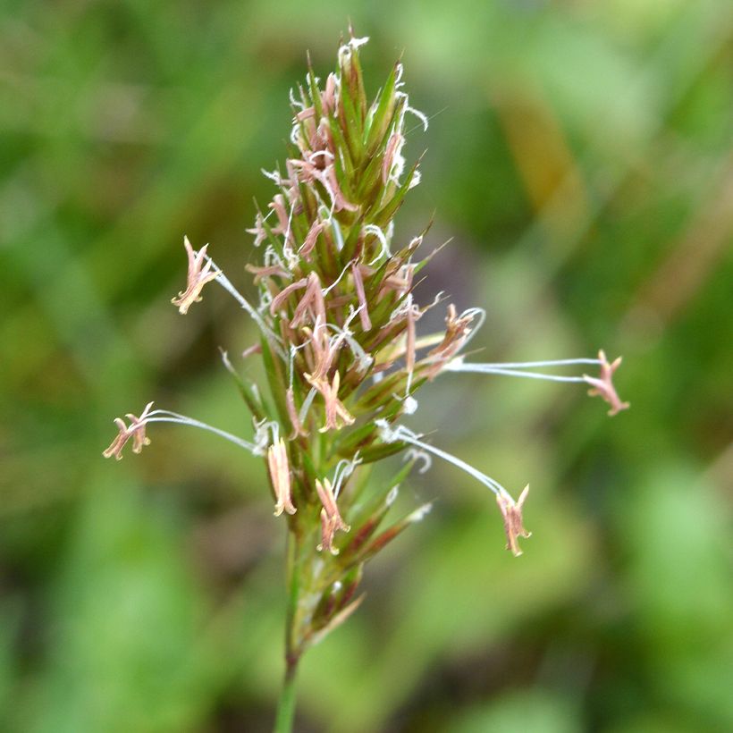 Anthoxanthum odoratum - Gewöhnliches Ruchgras (Blüte)