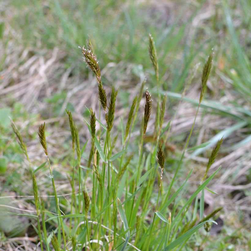 Anthoxanthum odoratum - Gewöhnliches Ruchgras (Hafen)