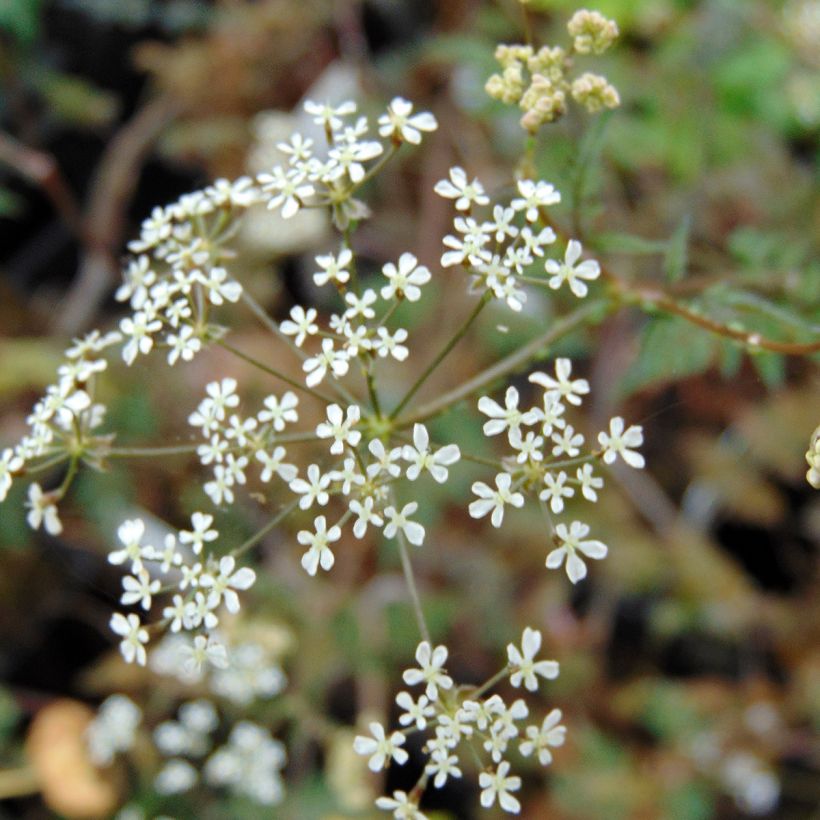 Wiesen-Kerbel Ravenswing - Anthriscus sylvestris (Blüte)