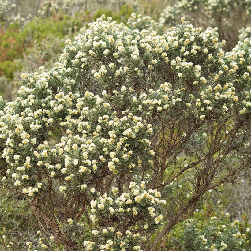 Anthyllis barba-jovis - Jupiterbart (Hafen)