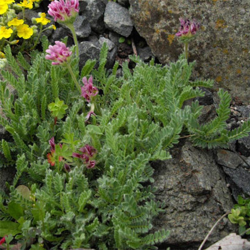 Anthyllis montana Rubra - Purpur-Wundklee (Laub)