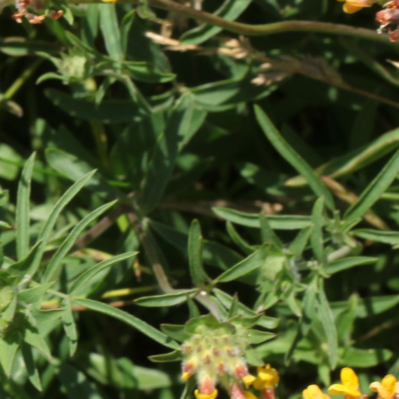 Anthyllis vulneraria - Gewöhnlicher Wundklee (Laub)