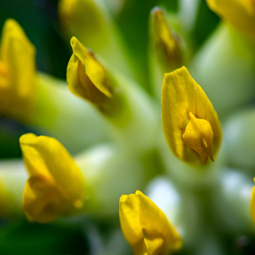 Anthyllis vulneraria - Gewöhnlicher Wundklee (Blüte)